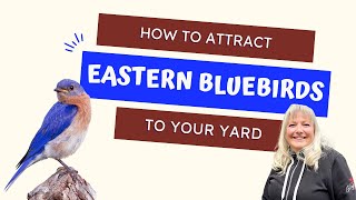 How To Attract Bluebirds To Your Yard
