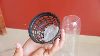 DIY Hydroponic using a 2 litre bottle