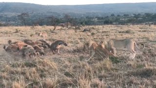 Young male lion coalition takes on an angry hyena clan