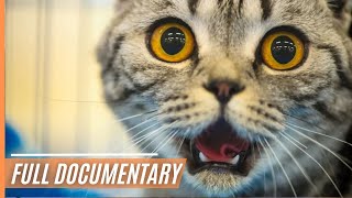 Chasing Whiskers: Navigating Life with Your Feline Friend | Full Documentary