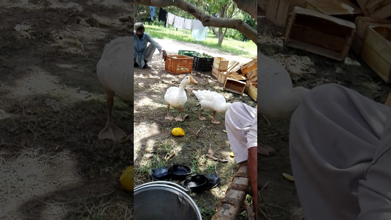Ducks eat mangoes YouTube