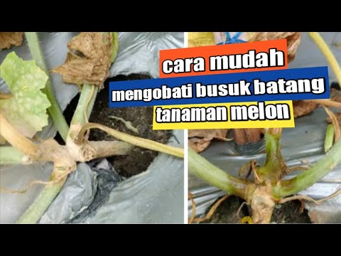 Video: Masalah Busuk Buah Cucurbit - Mengapa Labu dan Labu Membusuk Pada Tanaman Merambat