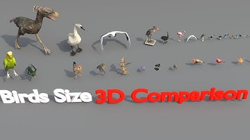 Bird Size Comparison | 3D Animation Comparison | Real Scale Comparison