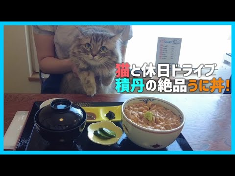 【猫旅】積丹の絶品うに丼＆神威岬へドライブ！