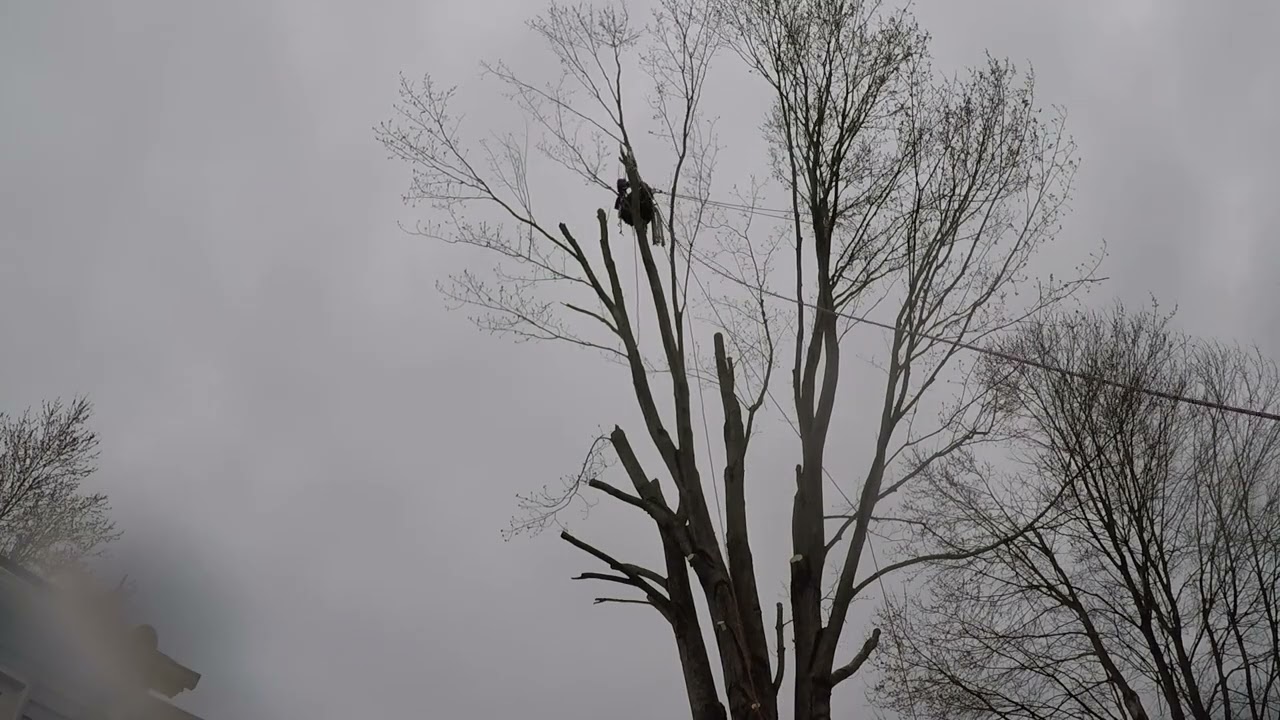 Trolley Rigging with Michael Winters for Bent-Z-Tree