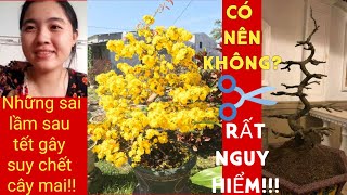 Xử lý mai vàng sau tết, cách cắt tỉa thay đất, phân thuốc tháng giêng.