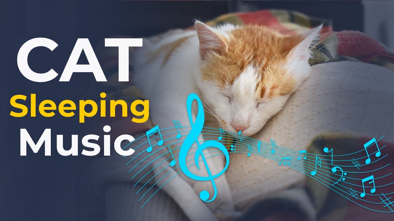 Picture of Songs for Nervous Cats! Soothing Music to Calm Your Hyperactive | Cat ...
