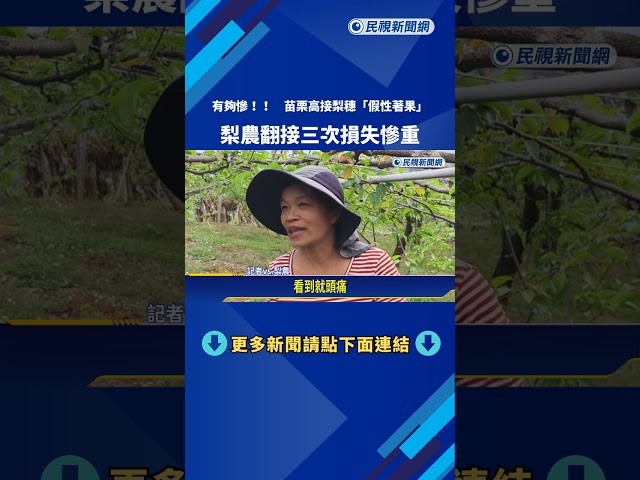 忽冷忽熱有夠慘! 苗栗高接梨穗"假性著果"－民視新聞