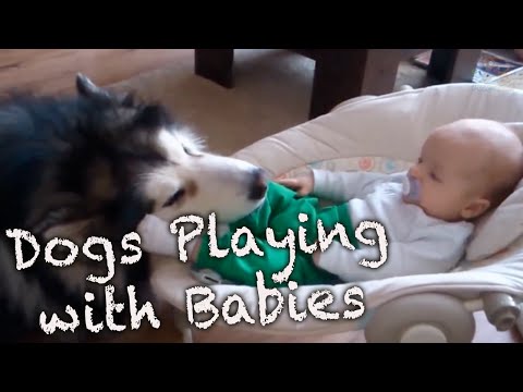 Dogs Playing With Babies Compilation