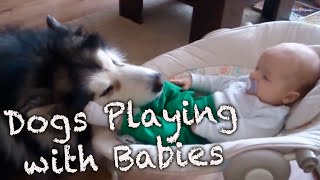 Dogs Playing With Babies Compilation