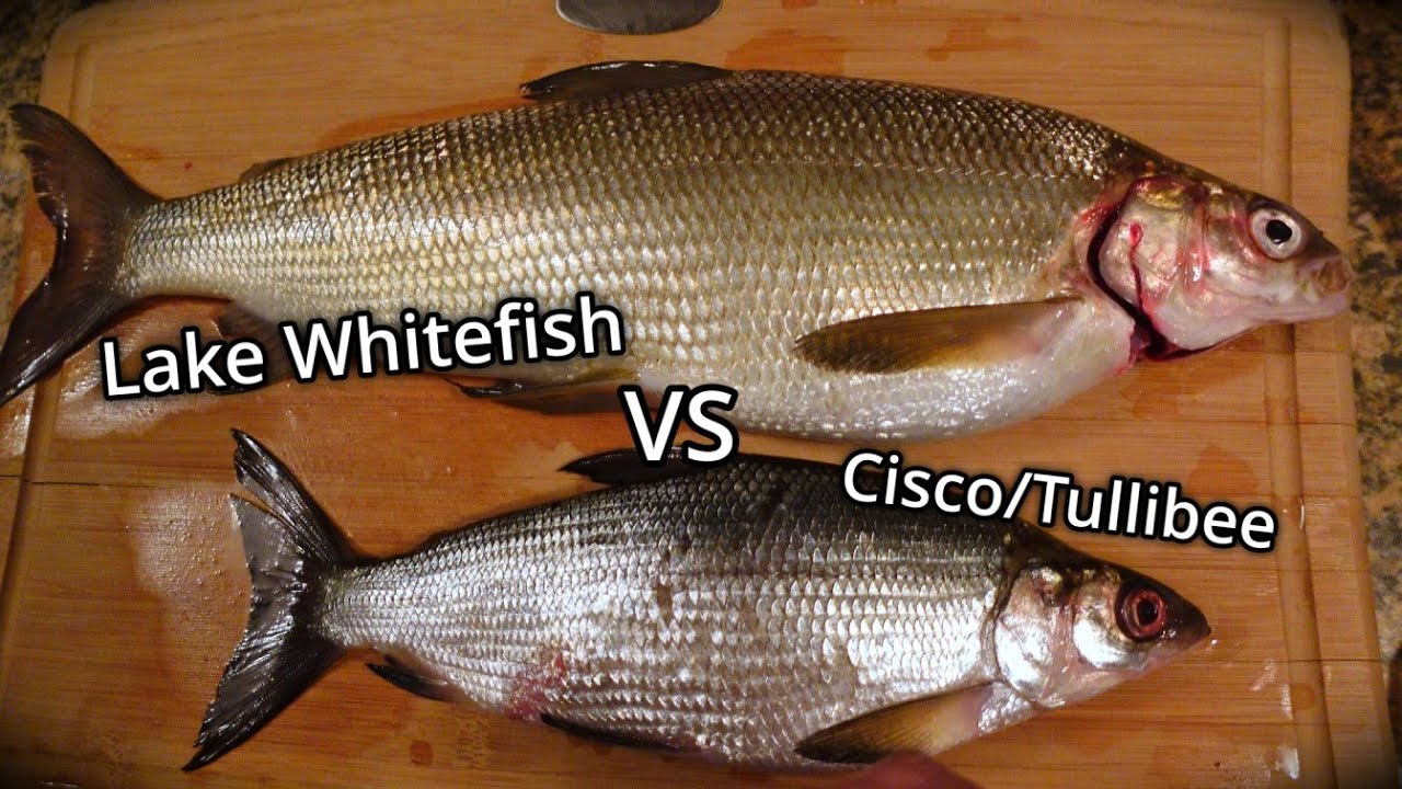 Comparing Lake Whitefish and Cisco/Tullibee (Fish Identification) 