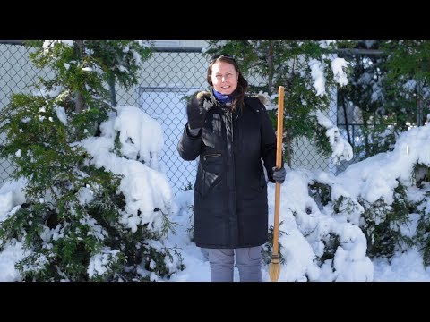Video: Daune aduse plantelor de yucca pe vreme rece