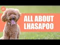 Lhasapoo lhasa apso and poodle mix a complete dog breed