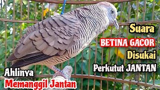 BETINA GACOR‼️Perkutut Betina Memanggil JANTAN || The female turtle dove calls the male