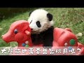 《熊貓我知道》大熊貓也需要益智玩具嗎？| iPanda熊貓頻道