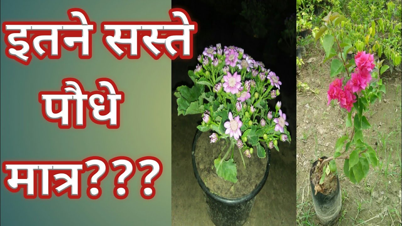 Minumum Price Nursery Plants in Gajraula Nursery YouTube