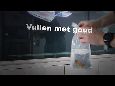 Video: Hoe En Wat Om Goudvisse Te Voer