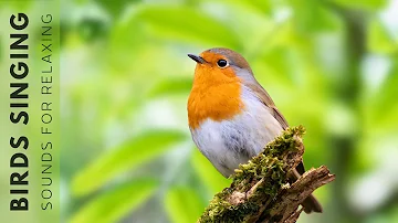 Nature Sounds - Birds Singing Without Music, 24 Hour Bird Sounds Relaxation, Soothing Nature Sounds
