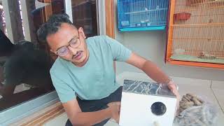 Puting Nest Box In Java's Cage and 2 bad 😞 news