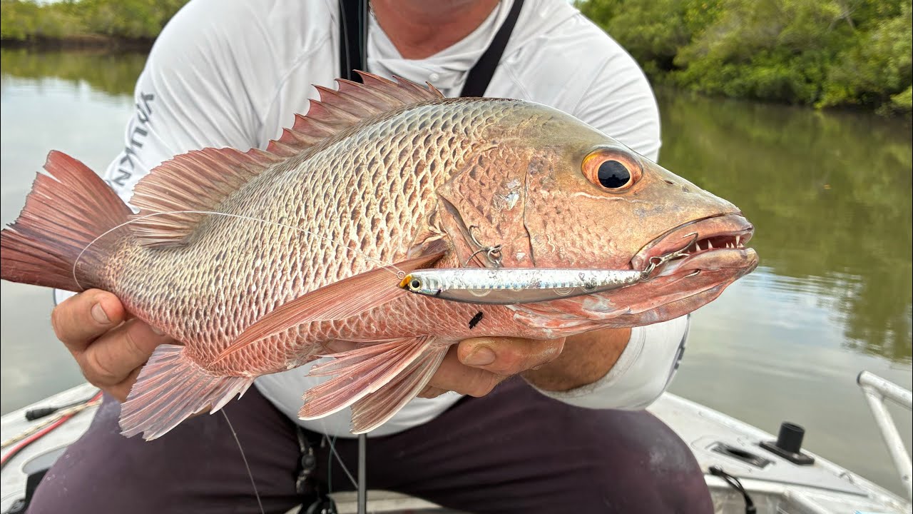 Заброс приманки на тропические виды рыб Северного Квинсленда 28 сентября 2025 г.