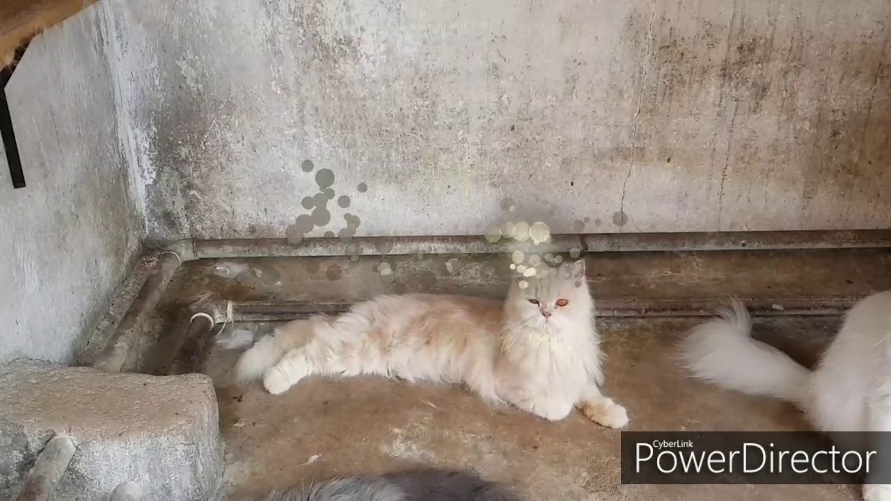 Persian cats at Hyderabad - YouTube