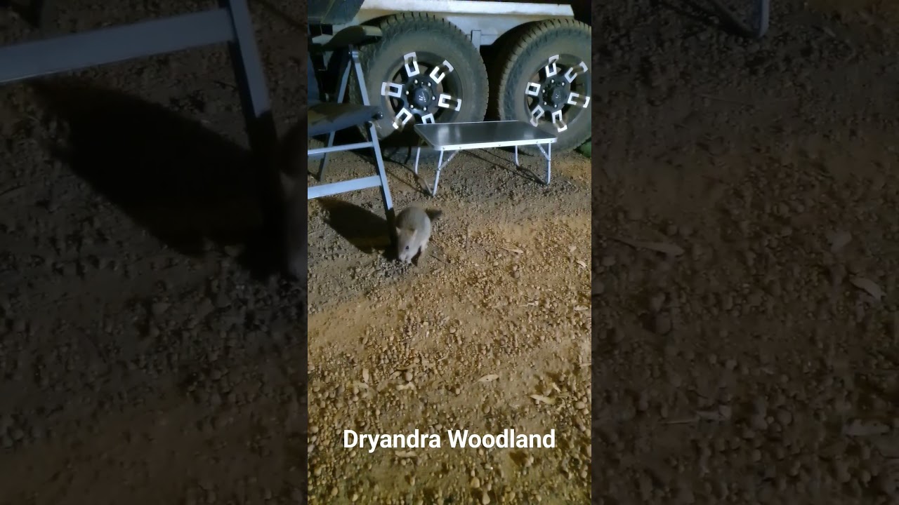 Wildlife at its Best. Dryandra Woodlands.