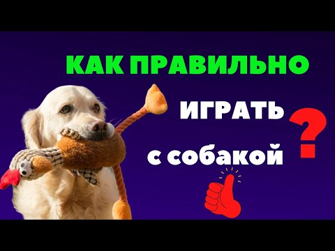 Как правильно играть с собакой? Как разыграть собаку? Советы владельцам.