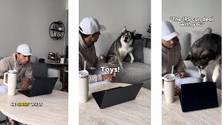 I Told My Dog He Spent Too Much Money And He Yelled At Me Full Tantrum