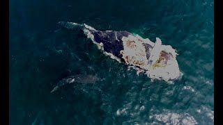 Cape Cod White Sharks scavenge Whale Carcass