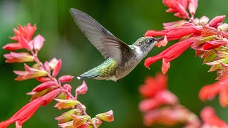 Top 10 Best Plants To Attract Hummingbirds with Sarah