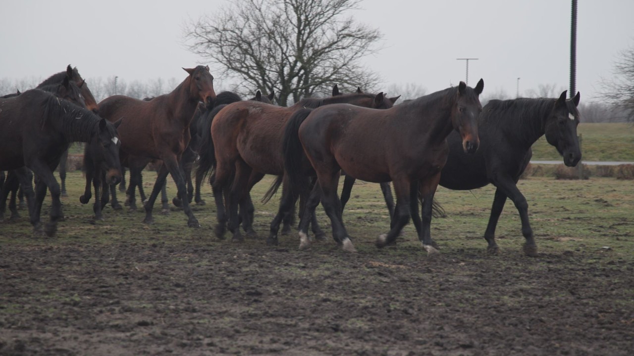 M5 TV – Nóniusz lovak Hortobágyon – 2026/7. adás – 2026.02.15.