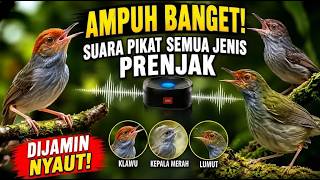 Suara Pikat Semua Jenis Prenjak (Klawu, Kepala Merah & Lumut) Dijamin Nyaut,Ampuh Banget!