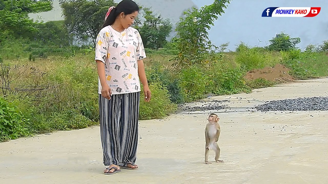 Amazing Monkey, Lovely MOM Training Adorable Baby LUNA Walk 2 Legs