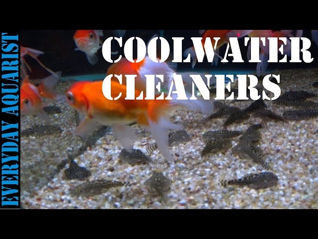 Best Algae Eating Fish and Cleaners for 