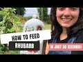 How to feed rhubarb for larger yields