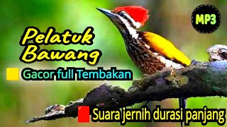 MASTERAN SUARA BURUNG PELATUK BAWANG MP3 TERBARU TAHUN 2025