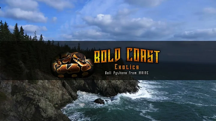 Start a ball python breeding business with me- Video 3 ( My simple set up, and my FREE SNAKE!)