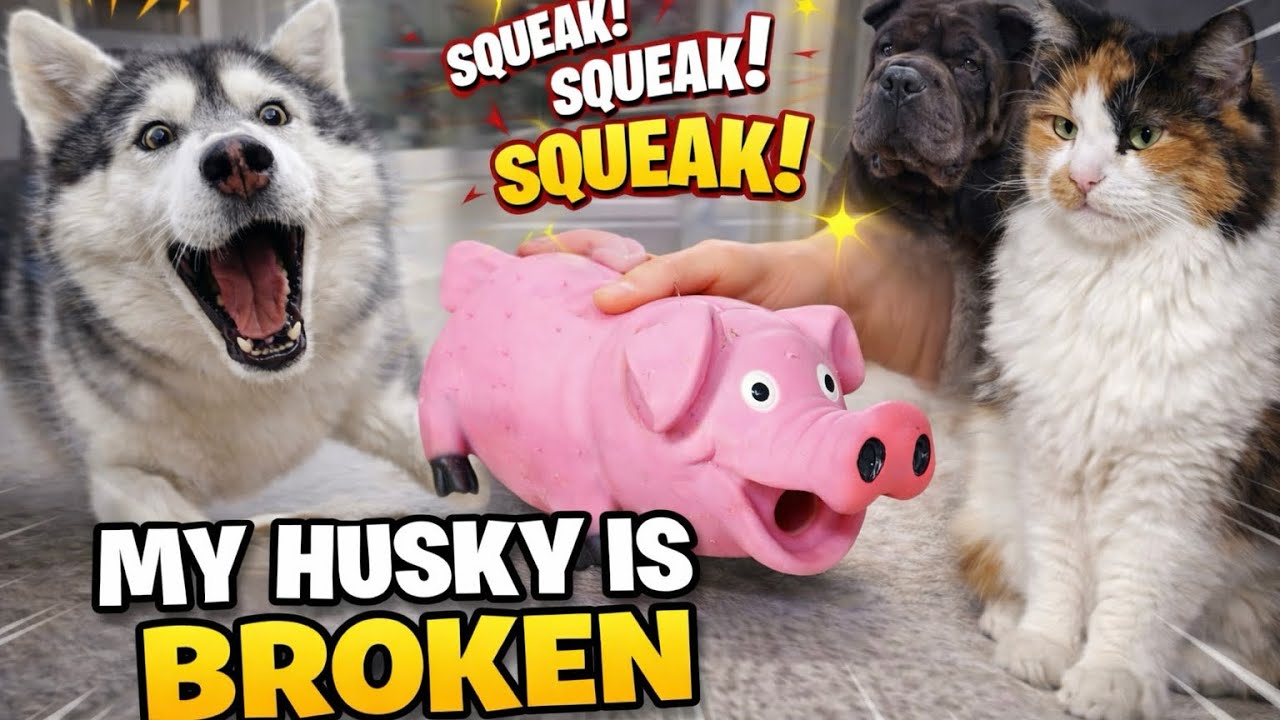 3 Stages of Pet Reactions to Squeaky Toys 🐾