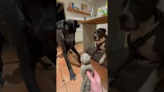 Monkey see, monkey do, I don’t know why #animals #dogs #shorts