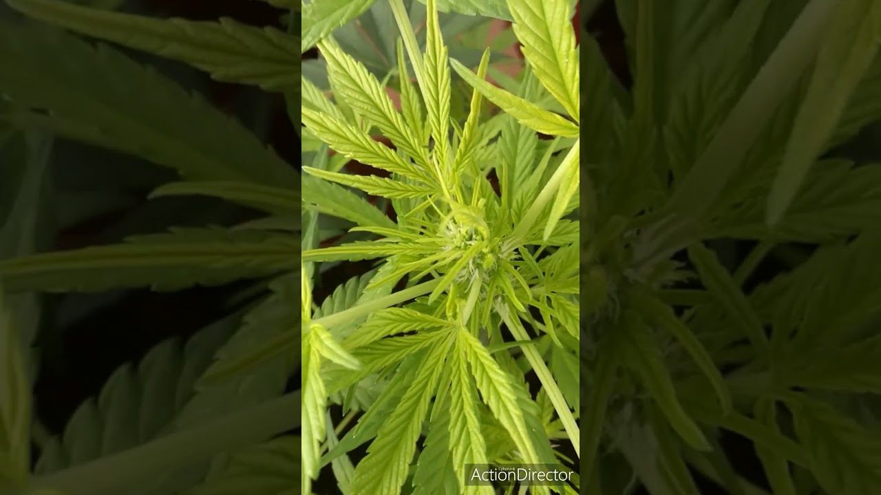 plante de cannabis auto 2 semaine de floraison)