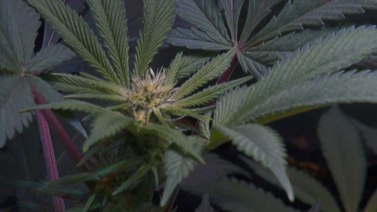 ULTIMATE LED TEST - Chrome 720w - Episode 2