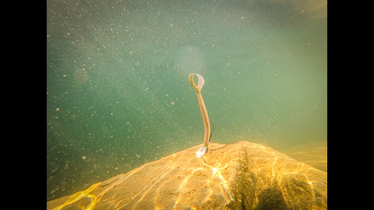 Picasso Shakey Vibe w/ Lonnie Cochran