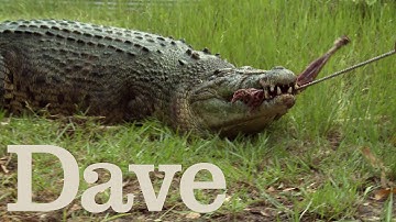 Three-legged Crocodile Breaks Bushman