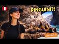 Pinguini în Peru? Ce am găsit pe Insulele Ballestas | Nomadica