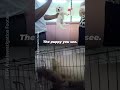 Before You Buy a Puppy, Ask Where Their Mother Is 💔
