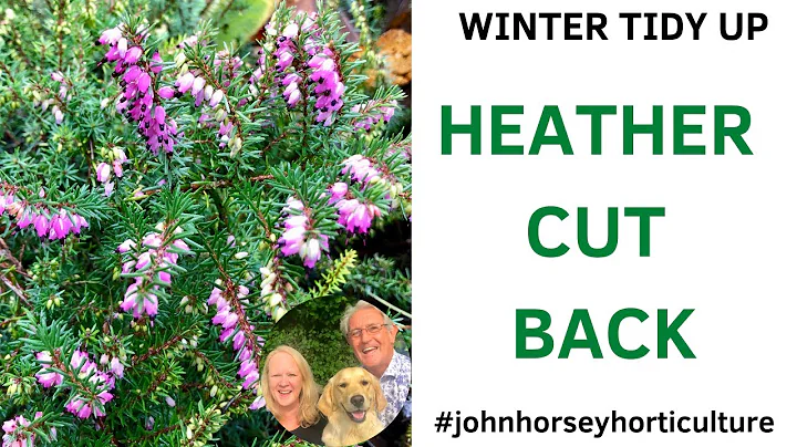 HOW TO CUT BACK HEATHER - CUTTING BACK HEATHER IN ...