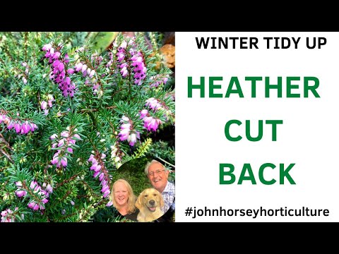 HOW TO CUT BACK HEATHER - CUTTING BACK HEATHER IN WINTER