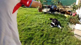 A Lelőtt Kutya Trükk - Dog Plays Dead After Being Shot