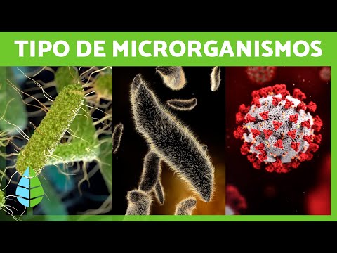 O que são MICRORGANISMOS? 🦠 (Bactérias, vírus, fungos e parasitas)