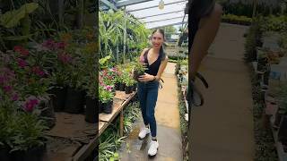 Comprando plantas en El Salvador 🇸🇻#elsalvador #vivero #fypシ゚viral #plantas #plants #planta #fyp